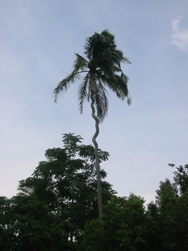 Crazy palm (Sumatra).JPG