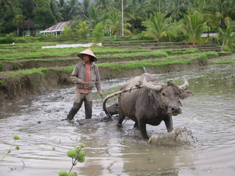 Working bull (Kota Baru, Sumatra).JPG