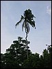Crazy palm (Sumatra).JPG