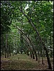 Rubber plantations (Bukit Lawang, Sumatra).JPG