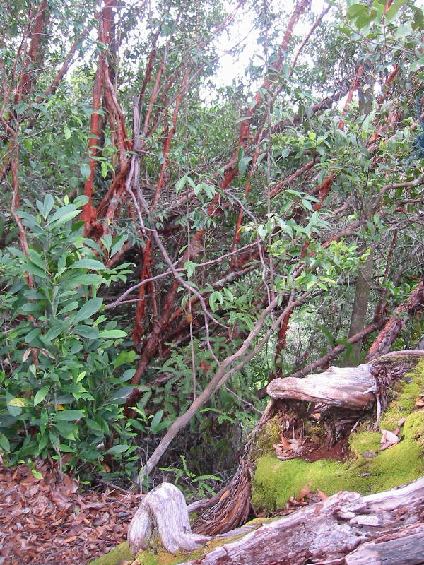 Colours of jungle (Taman Negara).JPG