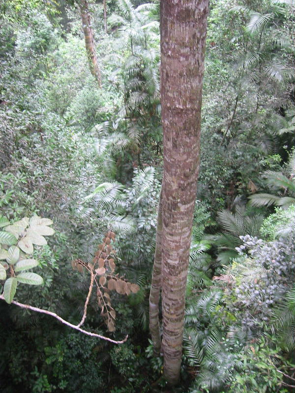 From the canopy (Taman Negara).JPG