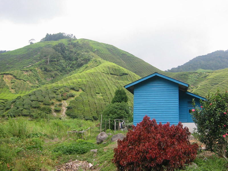 Highland's colors (Cameron highlands).JPG