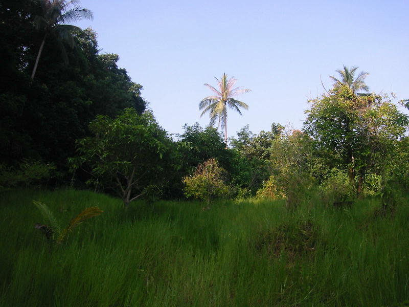 Jungle cross walk (Perhentian islands).JPG