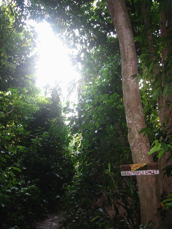 Jungle email (Perhentian islands).JPG