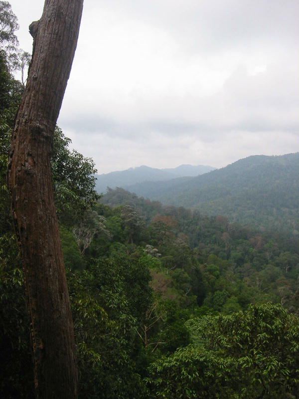 Rainforest (Taman Negara).JPG