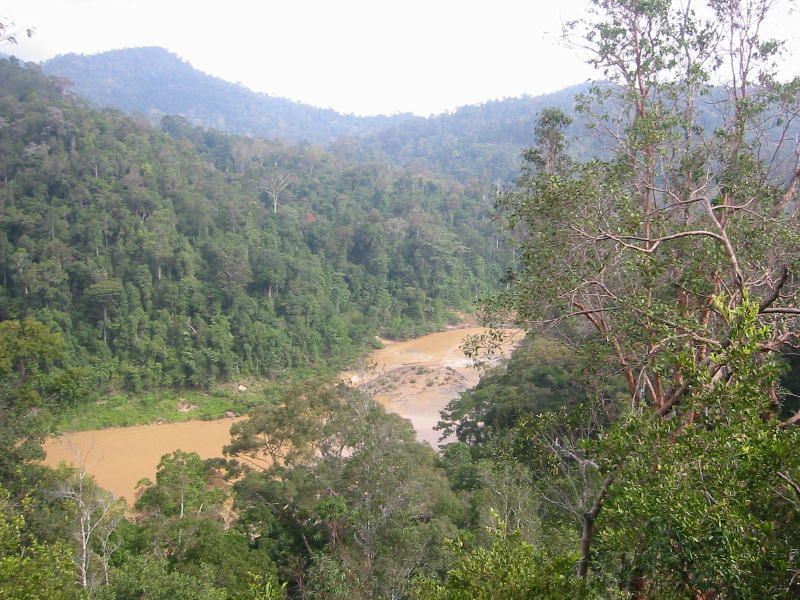 River (Taman Negara).JPG