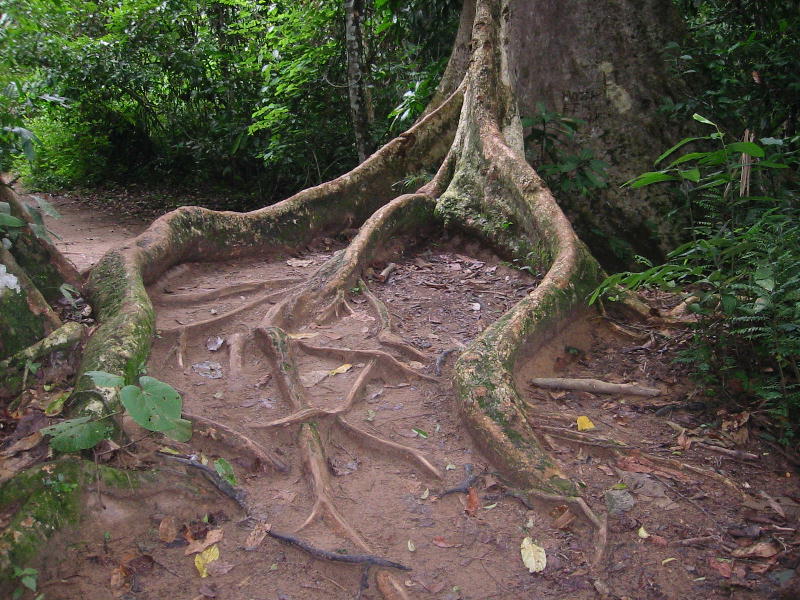 Roots (Taman Negara).JPG