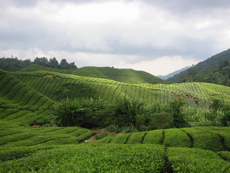 Tea plantations (Cameron highlands).JPG