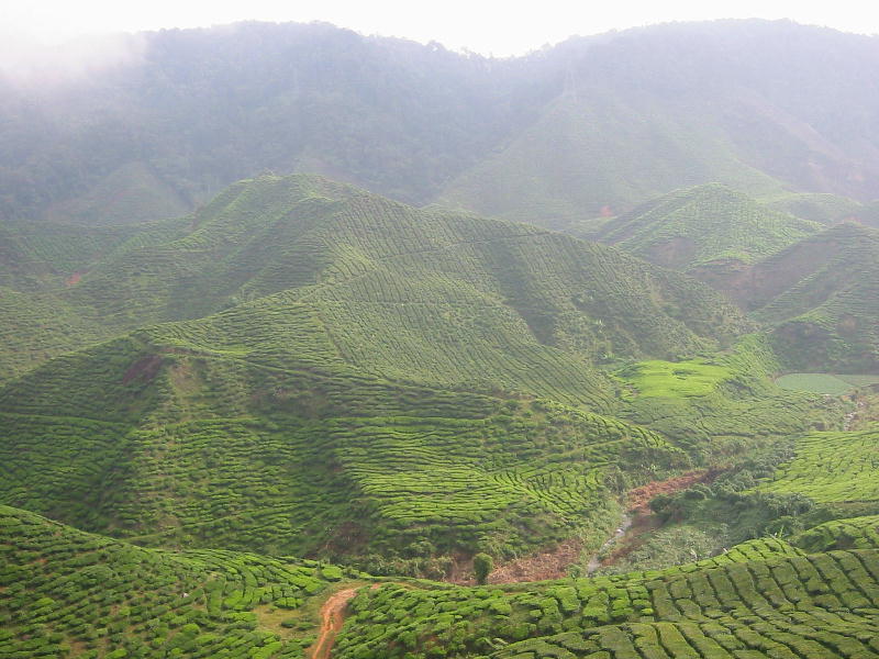 Tea valley (Cameron highlands).JPG