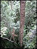 From the canopy (Taman Negara).JPG