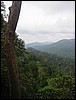 Rainforest (Taman Negara).JPG