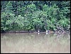 River transport (Taman Negara).JPG