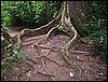 Roots (Taman Negara).JPG