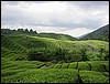 Tea plantations (Cameron highlands).JPG