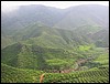 Tea valley (Cameron highlands).JPG