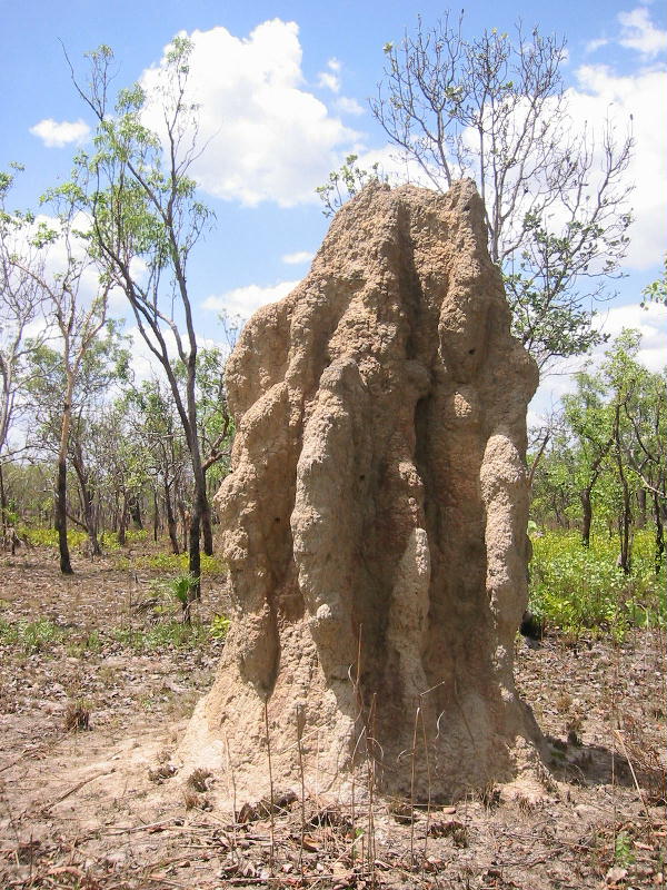 Termitory territory (Northern Territory).jpg