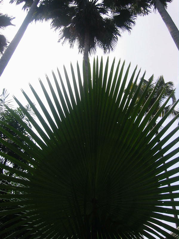 Palm leaf (Bogor, Java).JPG